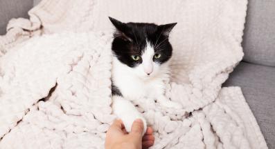 котка меси с лапи