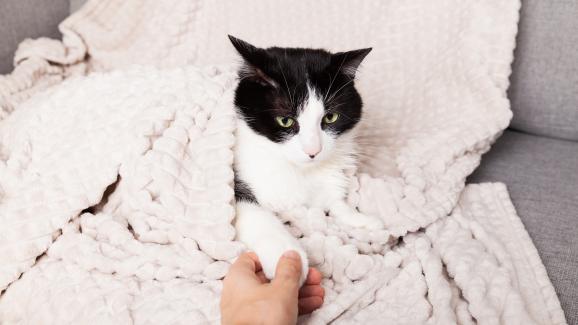 котка меси с лапи