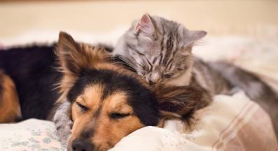 котка и куче