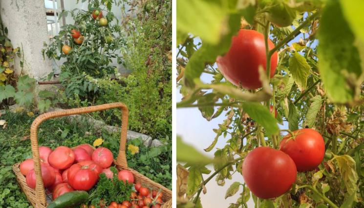 домати - Агро Телеграф: Доматите не търпят картофите