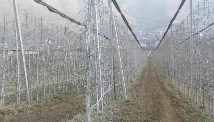 Агро Телеграф - Агро Телеграф: Посевите тръгнаха, набъбват пъпките на овошките