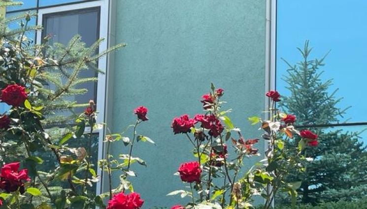 рози - Агро Телеграф: Катастрофа в природата: Цветята вече няма да миришат