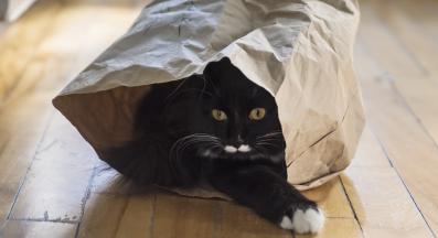 Котка се крие