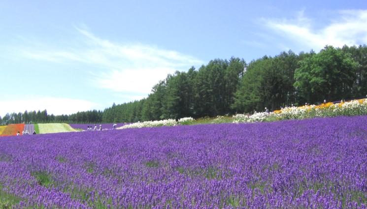 лавандула - Агро Телеграф: Лавандула Жанета цъфти рано и пуска качествено масло