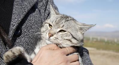 гушкане на котка