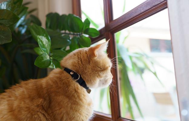 котка гледа през прозорец