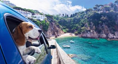 пътуване с куче