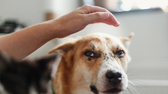 Какво означава, когато кучето присвие само едното си ухо?
