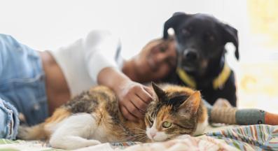 котка и куче