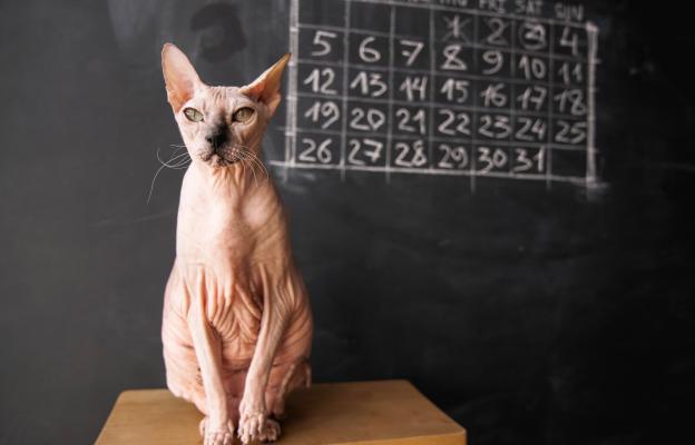 котка и математика