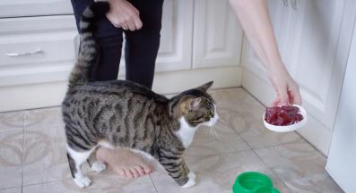 котка се храни