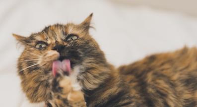 котка се мие