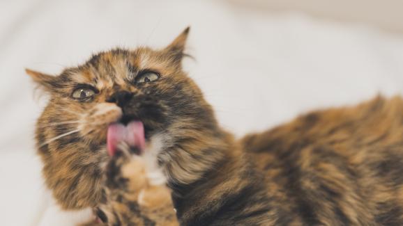 Защо котките дъвчат ноктите си