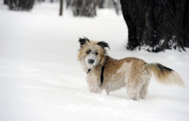 куче сняг