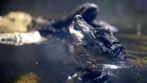 Женски очилат кайман Caiman crocodilus е новият обитател на Аквариума