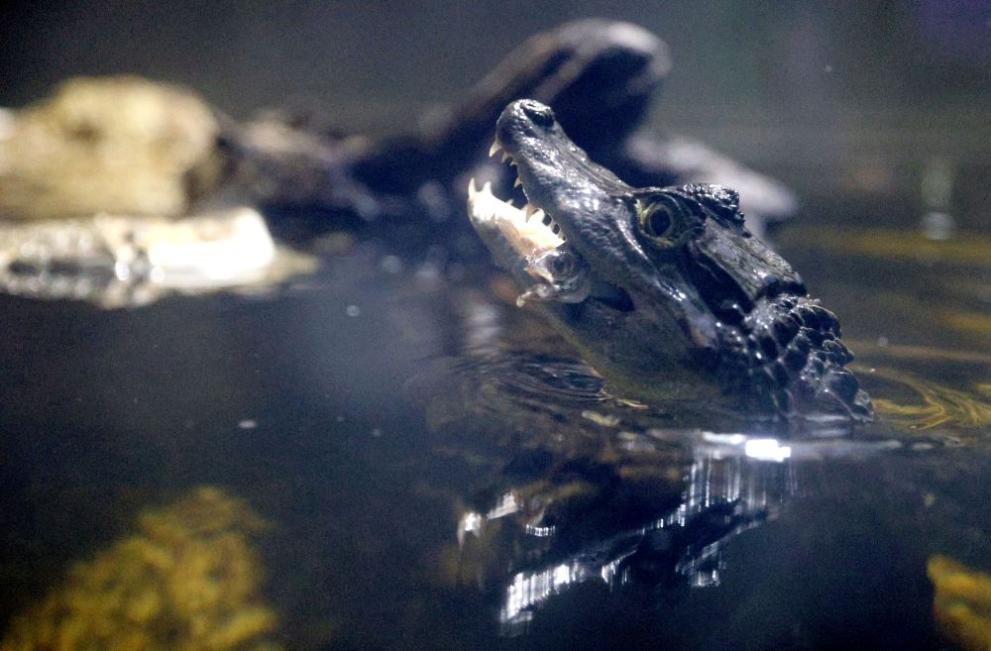 Женски очилат кайман (Caiman crocodilus) е новият обитател на Аквариума