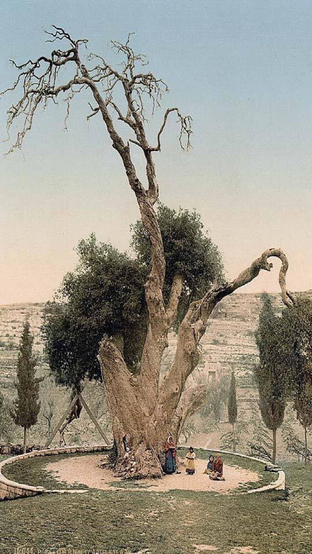  Снимка на Дъба на Авраам в Палестина, направена около 1900 г.