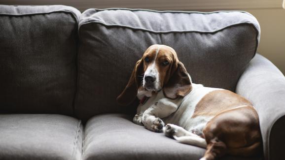 7 породи кучета, идеални за хора, които работят дълги часове далеч от дома