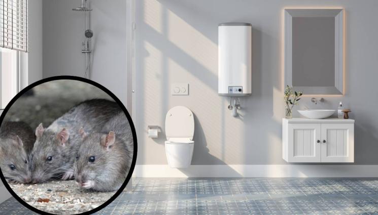 плъх - КОШМАР: Плъхове с размерите на котка, плъзнаха по хорските бани!