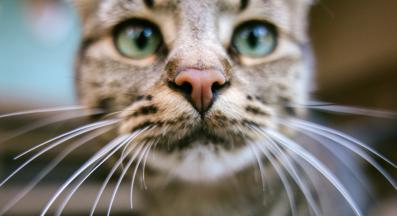 домашна котка