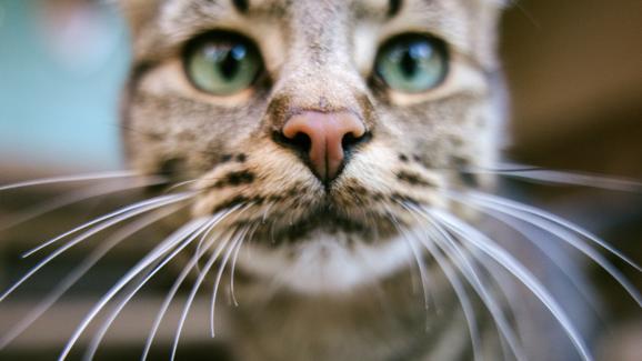 26 цитата за котките, които трябва да знаете