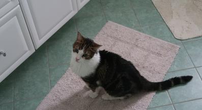 котка в баня