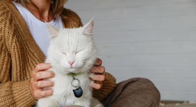 котка мърка