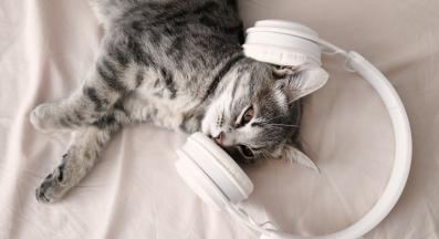 домашна котка