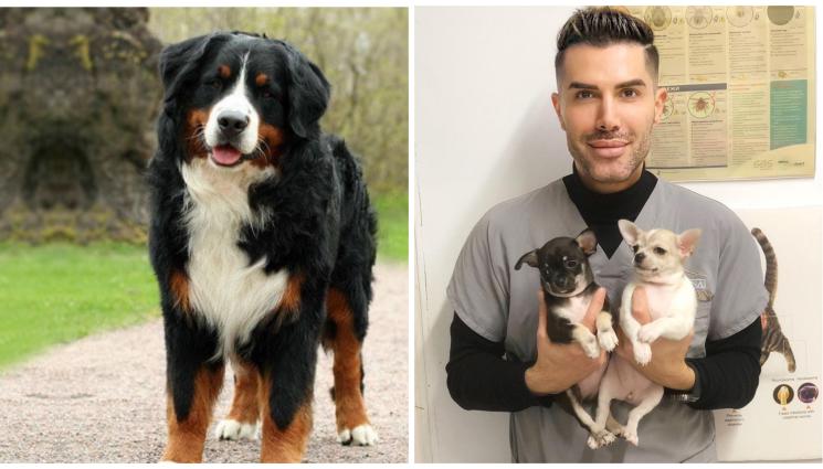 кучета - Хапчета удължават живота на големите кучета