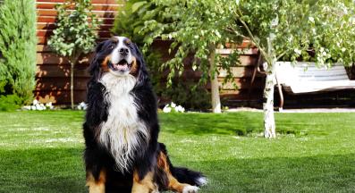 Бернски зененхунд