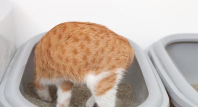 котка в тоалетна