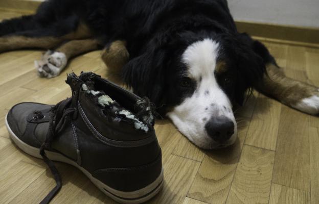 куче дъвче обувки
