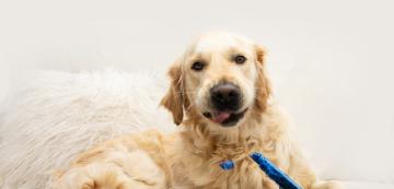 Как да научим кучето си да дъвче правилните неща