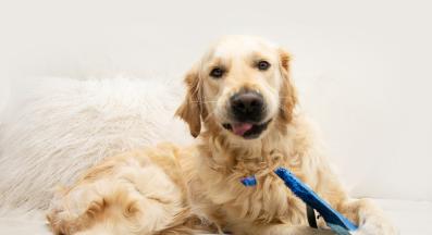 куче дъвче обувки