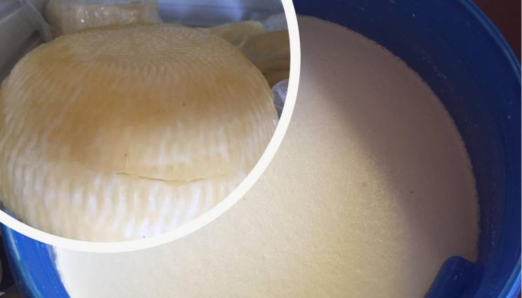 сирене мляко - Агро Телеграф: Ако искате да свалите килограми, яжте мазно сирене