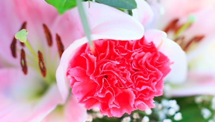 карамфил - Агро Телеграф: Сеем карамфил без зарази