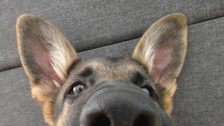 куче Немска овчарка