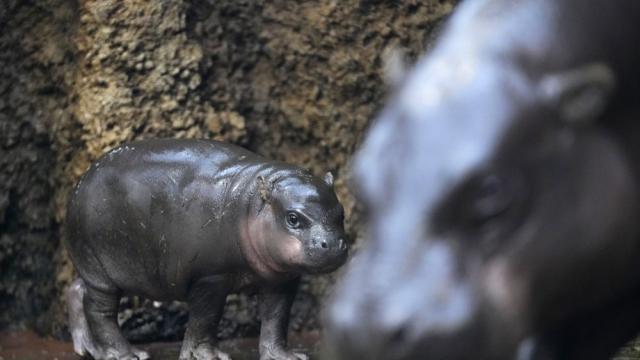 Новородено хипопотамче стана хит в сафари парка на Чехия (СНИМКИ)