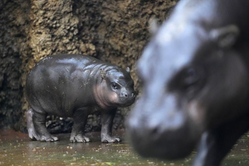 Новородено хипопотамче се превърна в тотален хит сред посетителите на