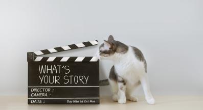 котка и телевизия