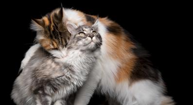 две котки се бият