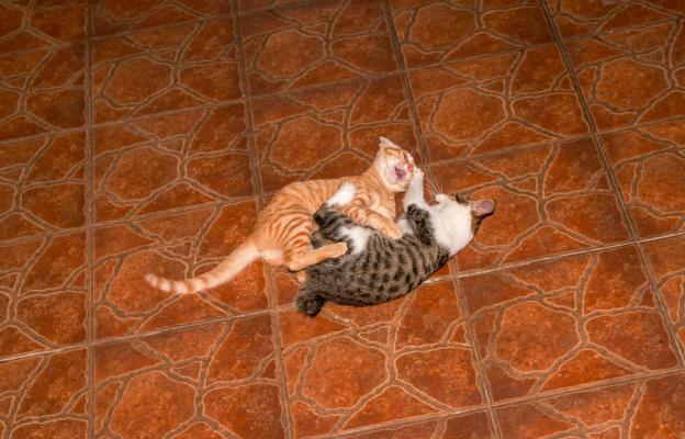 две котки се бият