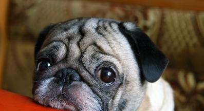 куче нещастно