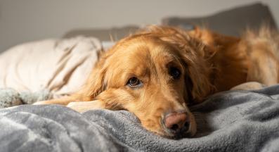 куче възглавница