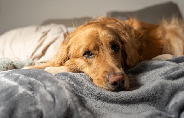 куче възглавница