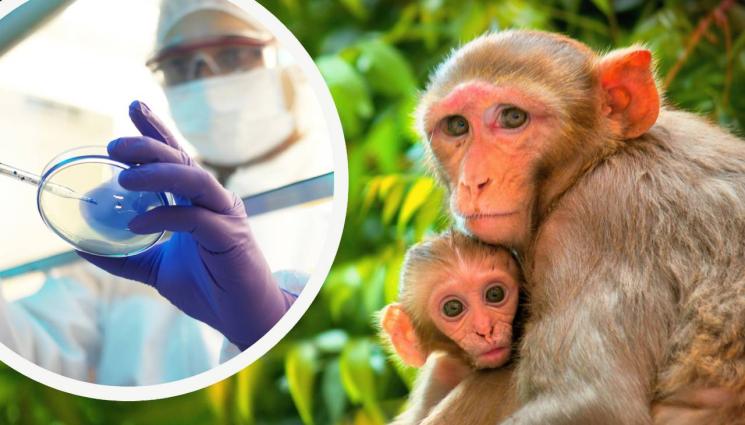 макак - ПО СТЪПКИТЕ НА ДОЛИ: Учени клонираха макак