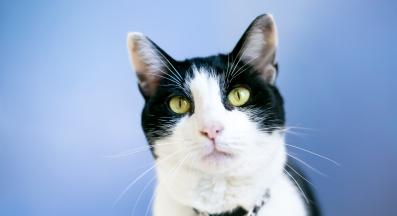 котка със звънче