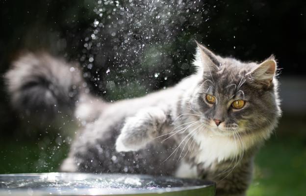 котка играе с вода
