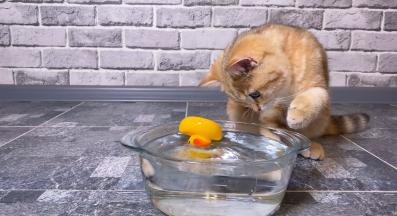 котка играе с вода