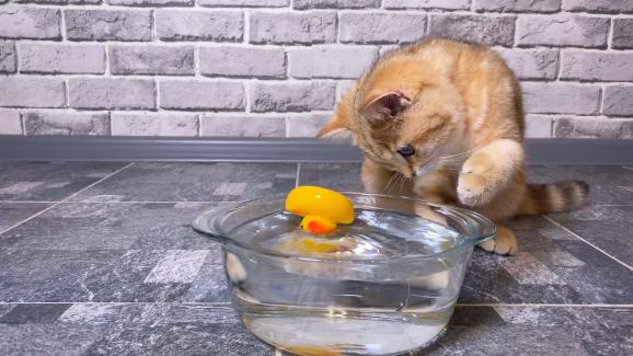 6 причини защо котките слагат играчки в купичките за храна или вода
